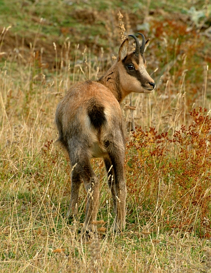 Camoscio d''Abruzzo Rupicapra pyrenaica ornata